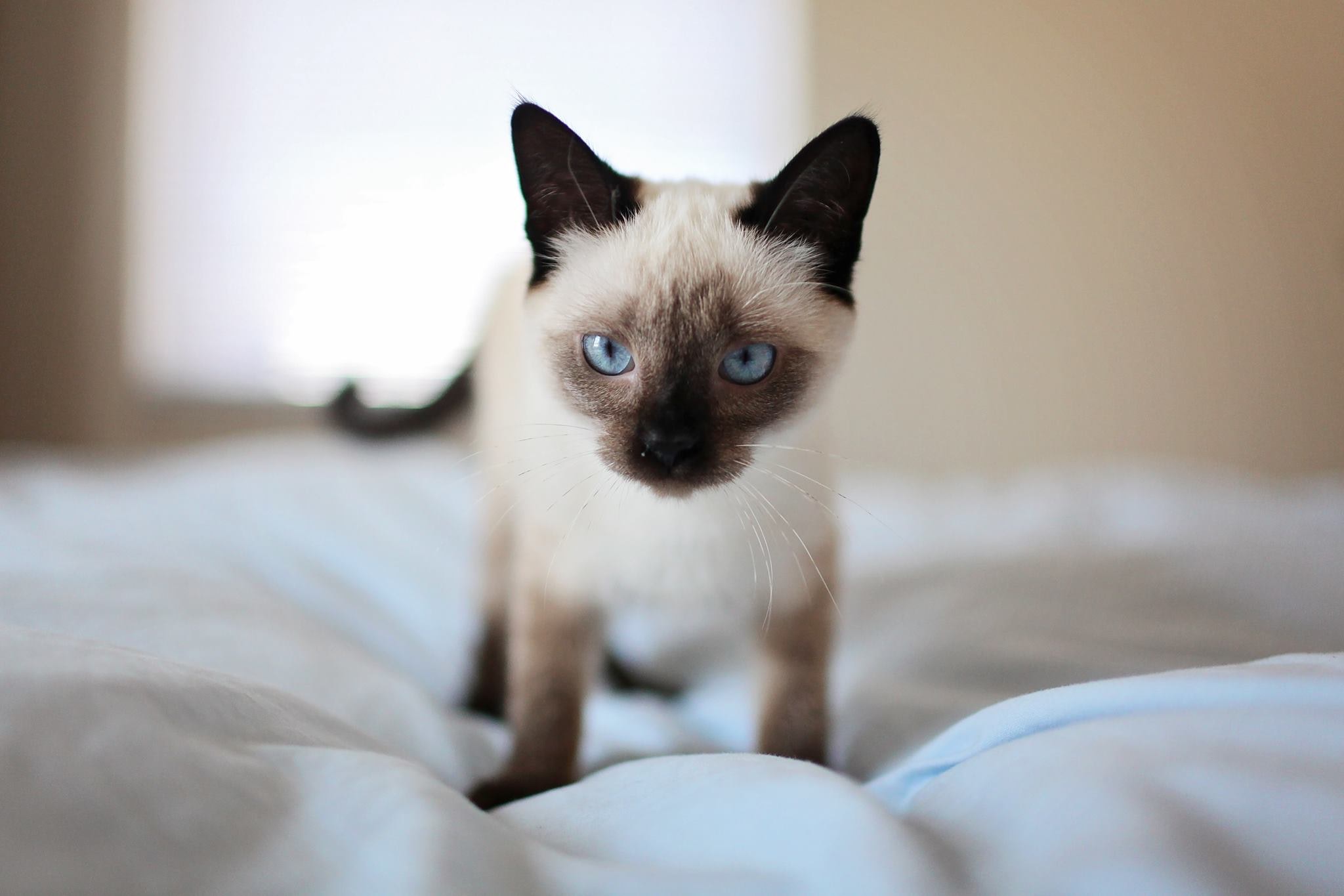 고양이
