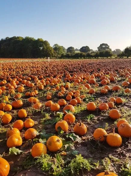 호박 재배 덩굴 유인 암꽃 관리 거름 주기_2