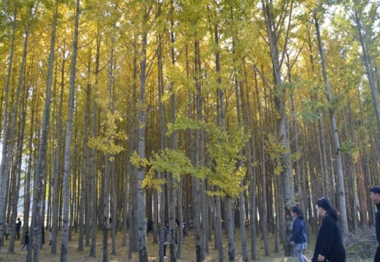 도리마을 은행나무숲