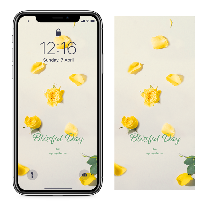 04 노란색 장미 C - Blissful Day 아이폰꽃배경화면