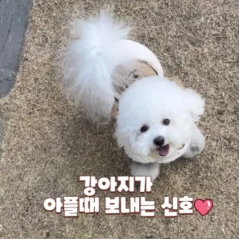 강아지 아플 때 증상 10가지 주의해야 할 건강 신호_6
