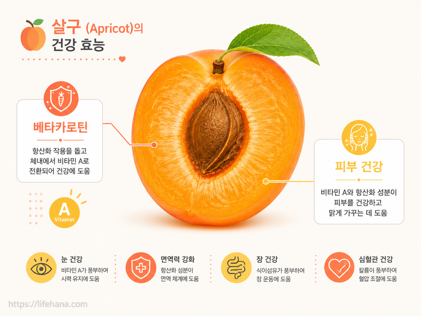 살구를 반으로 자른 단면과 베타카로틴 성분의 효능을 설명하는 인포그래픽 이미지