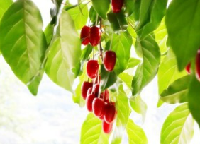 보리수 열매 효능