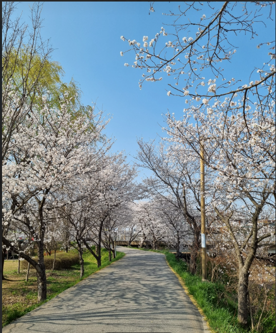 삼천변 벚꽃 이미지 2