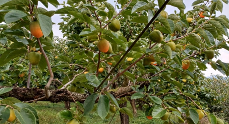 영암금정아천농장