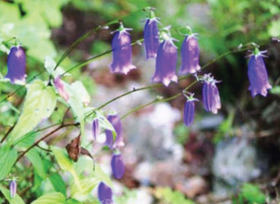 가을에 피는 꽃 금강초롱꽃