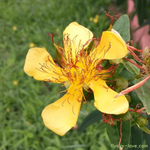 세인트존스워트