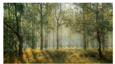 조용한 숲에서 배운 감정 조절