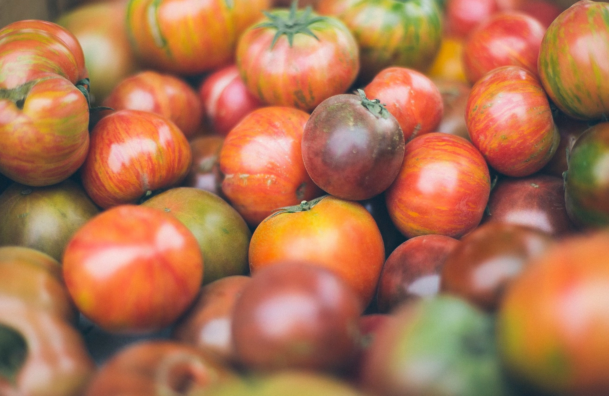 대저토마토 후숙