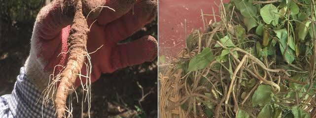 이승윤 윤택 나는 자연인이다 526회 신혼일기 in 야생 자연인 변동하 & 김금희 소개 및 출연 다시보기