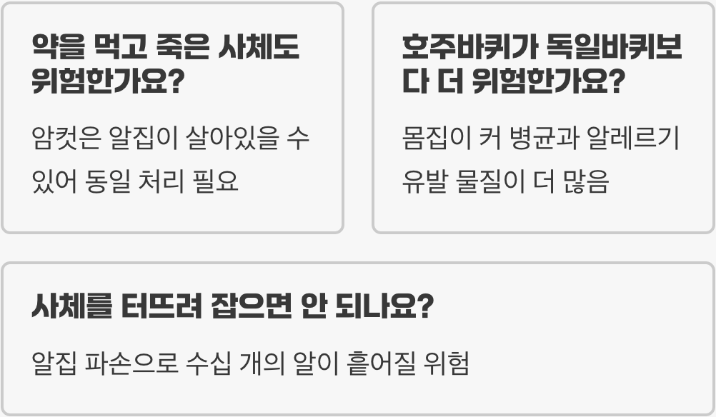 호주바퀴벌레 사체, 그냥 버리면 안 되는 이유와 올바른 처리 방법
