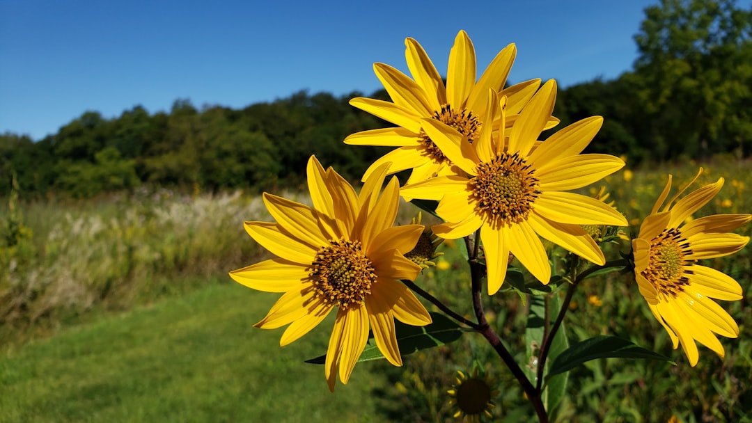 Jerusalem artichoke