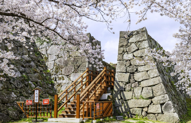 일본 후쿠호카 벚꽃