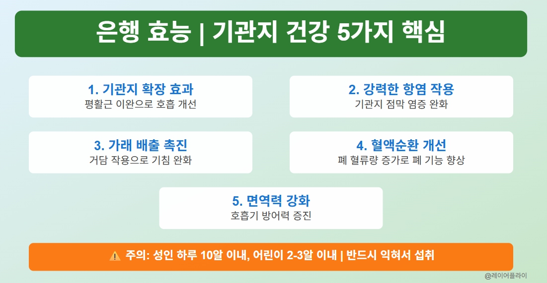 은행효능_기관지