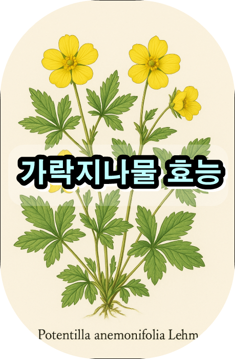 가락지나물 효능,

가락지나물 특징,

Potentilla anemonifolia,

가락지나물 구분법,

뱀딸기와 차이점,

들풀 관찰 기록,

양지꽃속 식물,

가락지나물 서식지,

봄철 들꽃 정보,

야생 식물 전래 지식,