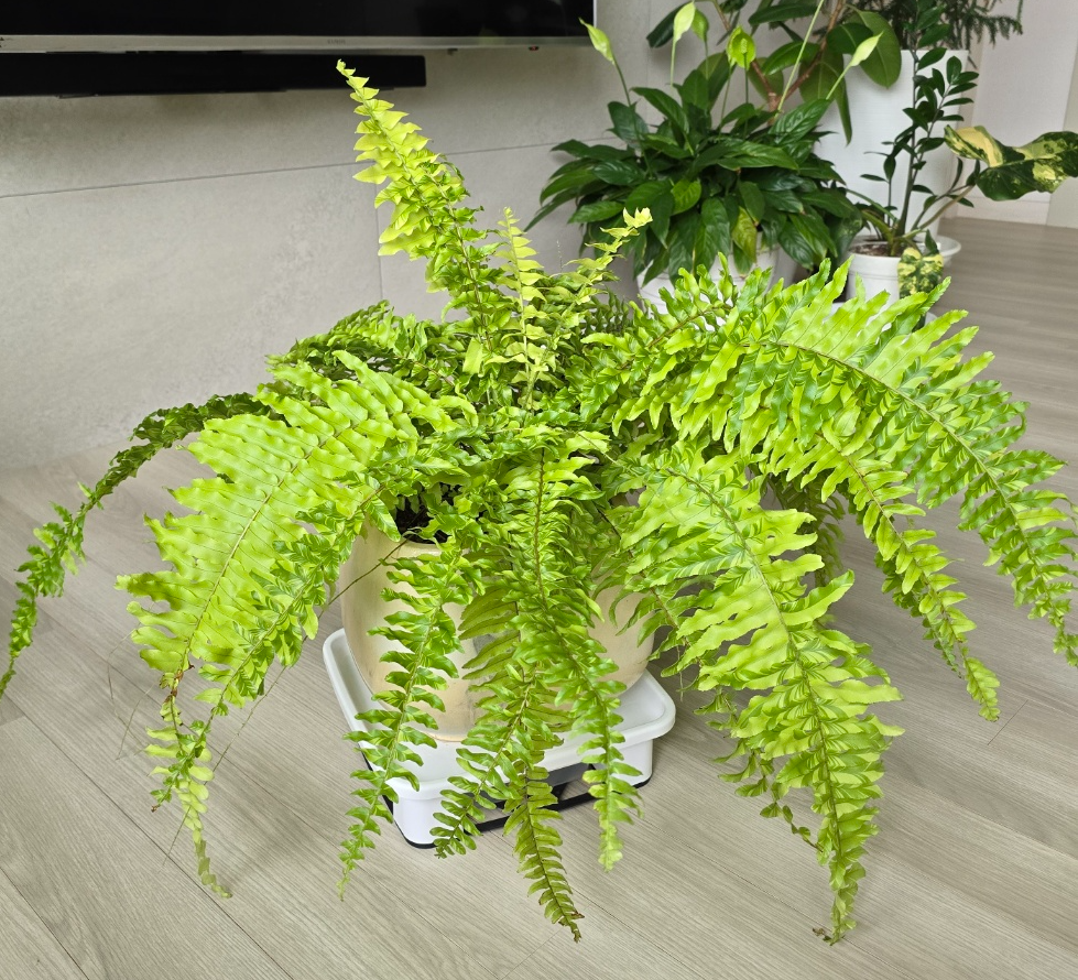 넙적한 화분에 분갈이를 다시해주었어요