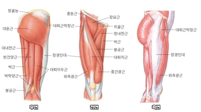 허벅지 근육과 무릎 연골 건강의 상관관계 관련 이미지