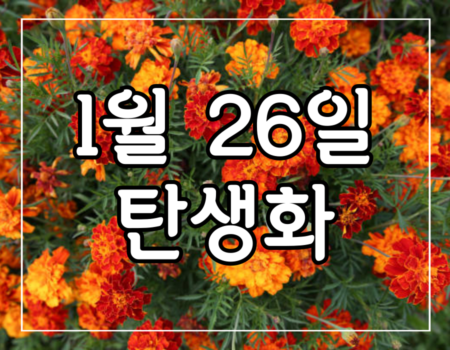 이 이미지는 1월 26일 탄생화 금잔화 꽃말에 관한 포스팅의 대표 이미지 입니다.