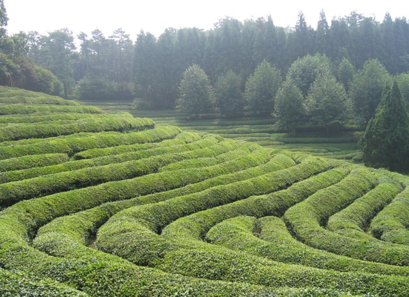 보성 녹차 녹차밭