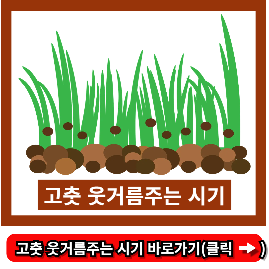 고추 웃거름주는 시기