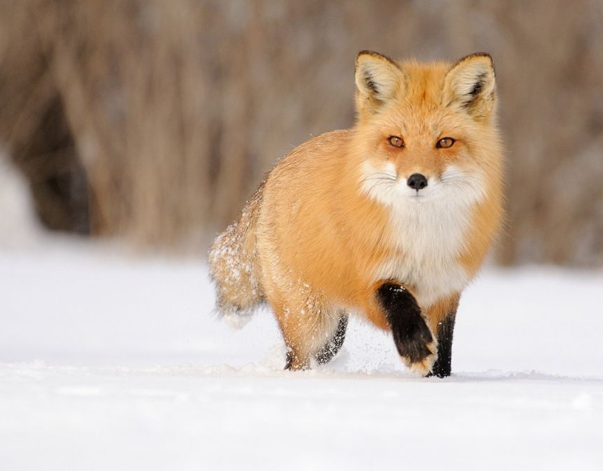 여우, 한반도 야생에서 다시 만날 수 있을까?