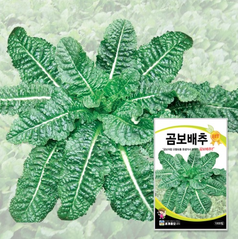 곰보배추 효능 부작용 비염 모종 씨앗 수확시기 시럽 먹는법 총정리 1