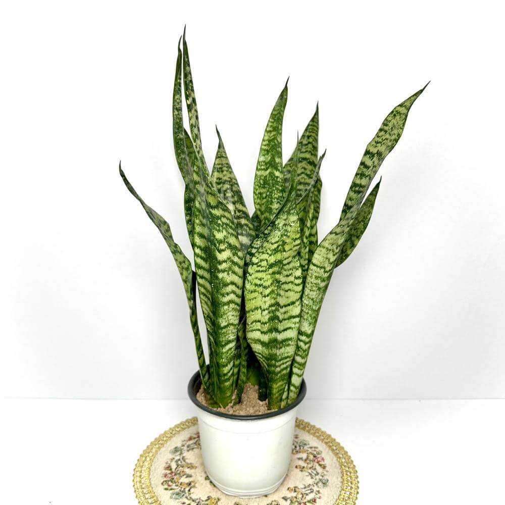 나사(NASA)선정 공기정화식물