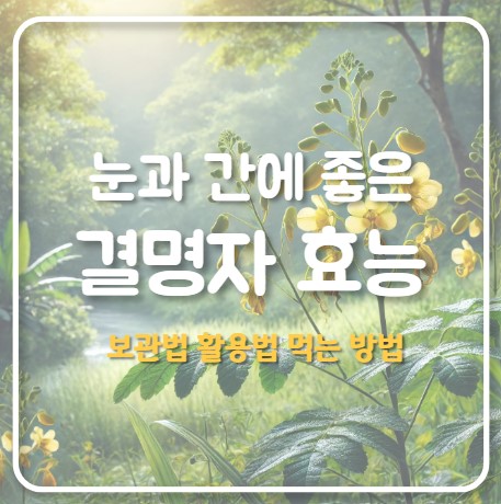 결명자의 효능