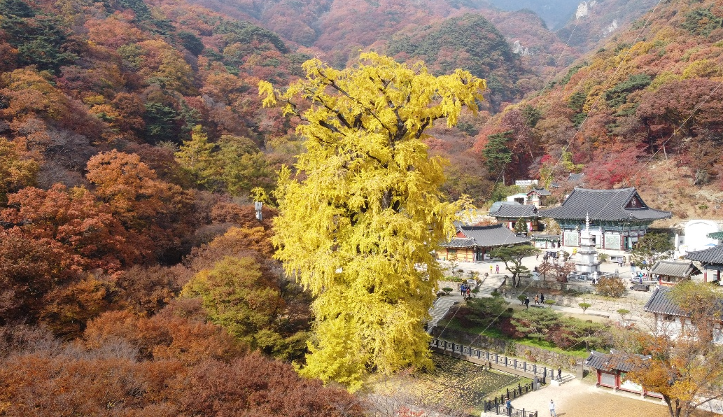 2025 경기도 단풍 명소 TOP5 관련사진