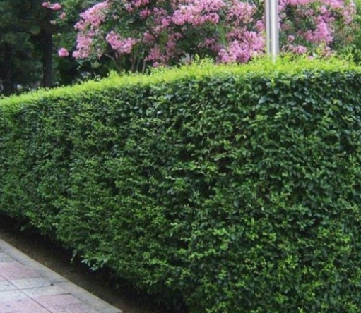 [정원수목]모기&middot;해충 줄이는 정원수 추천 10가지