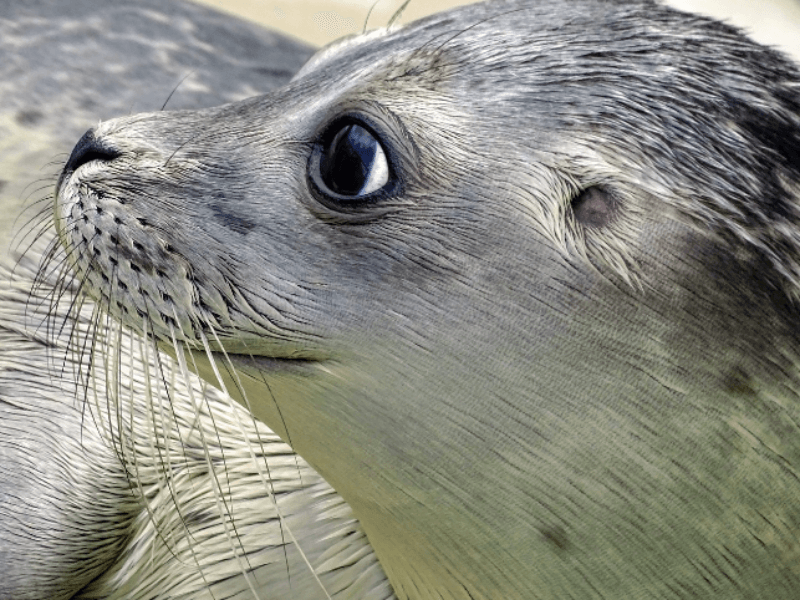 눈망울이 귀여운 물범 사진