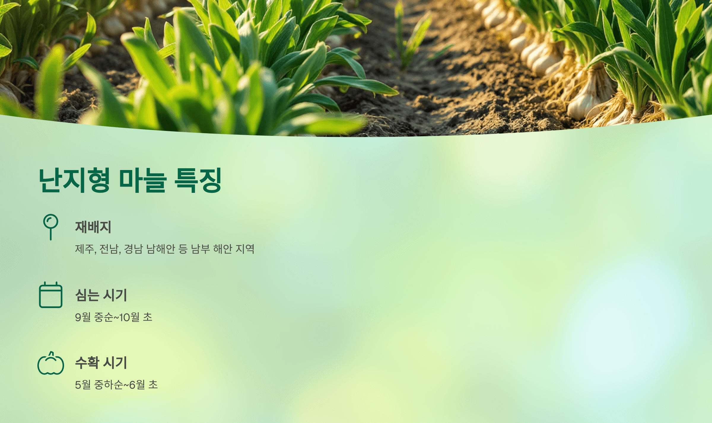 마늘 사진입니다.