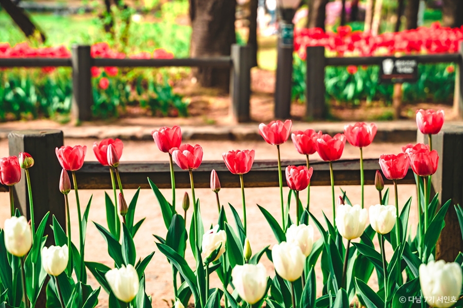 서울숲 공원 피크닉