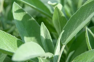 염증에-좋은-차