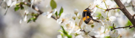 2025 진해 군항제 일정 및 벚꽃 축제