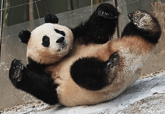 푸바오