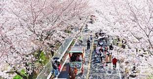 양산시 2024 물금벚꽃축제 기본일정과 프로그램 소개