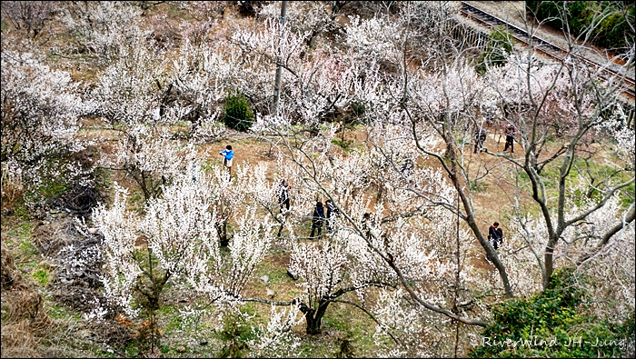 원동매하화 순매원
부산근교 원동매하화 순매원