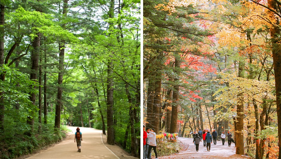 오대산 전나무숲길