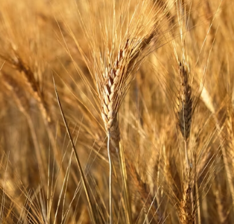 카무트 효소 효능 및 먹는법 총정리