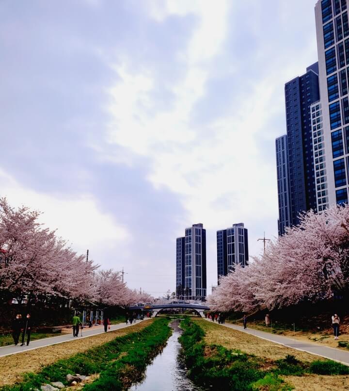 원성천 벚꽃