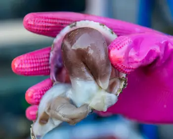 남당항 새조개 축제_25