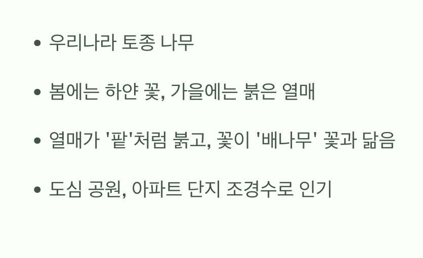 가을을 수놓는 붉은 보석, 팥배나무