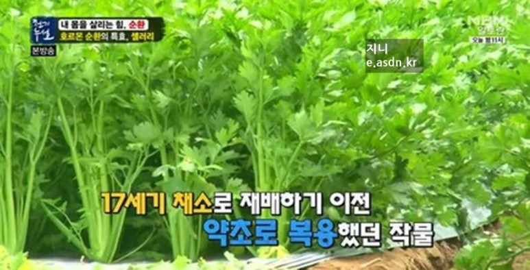 샐러리 효능 15가지와 부작용 총정리...음식건강이야기 열다섯번째