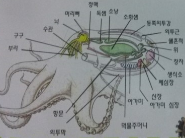 낙지머리 먹어도 될까