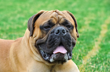 혀를 내미는 잉글리쉬 마스티프.