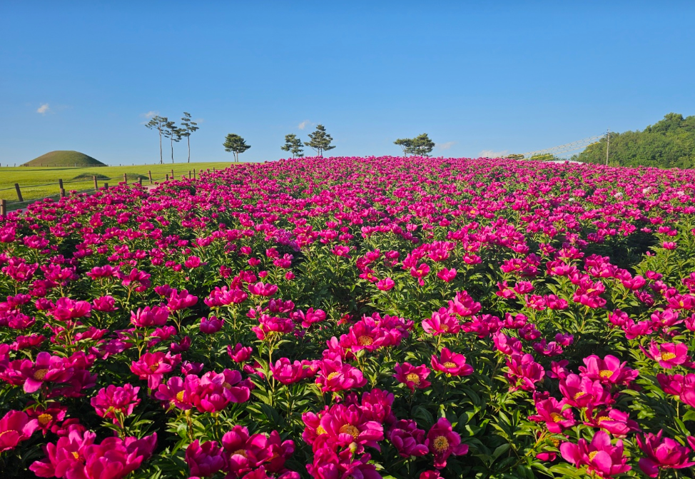 조문국 사적지 작약