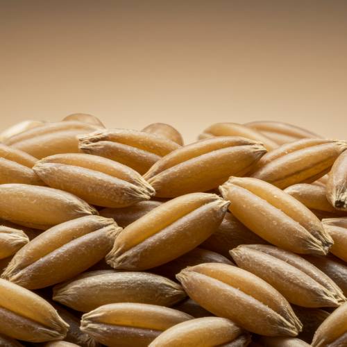 카무트효소 많이든 곡물 사진