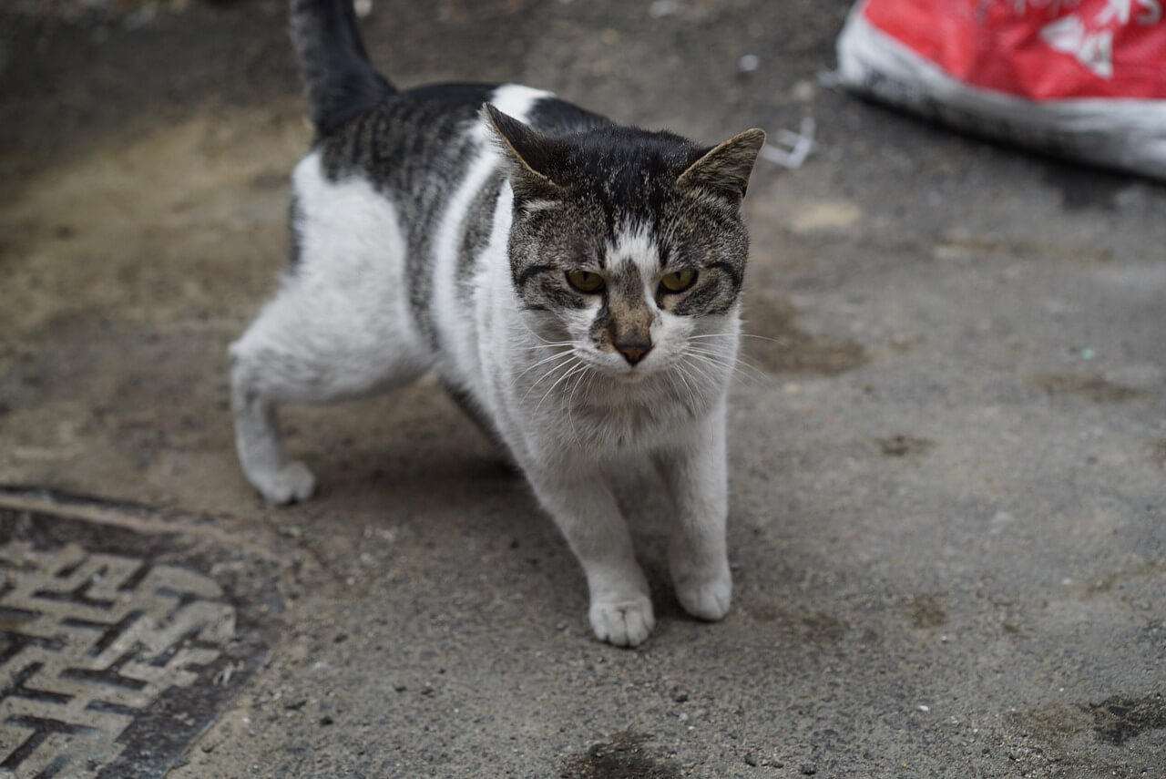 TNR 중성화 수술&amp;#44; 왜 꼭 필요할까? 길냥이 복지의 시작