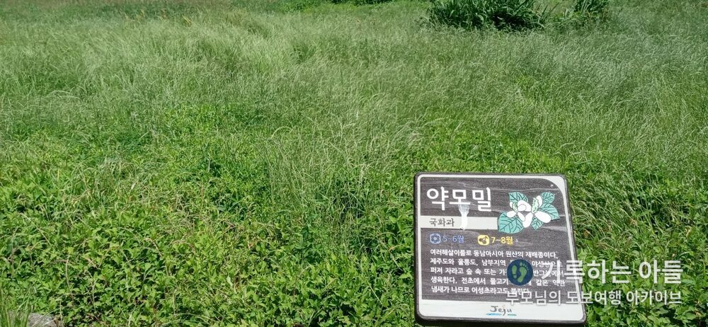 대왕수천 약모밀 식물 안내판